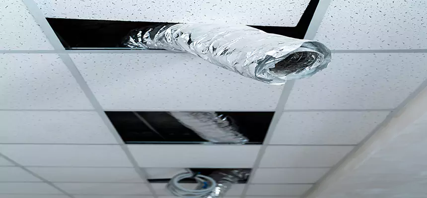 Our Air Duct Pet Hair Removal Services in Bullhead City, AZ